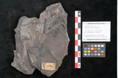 Foto (Objekt + Etikett) von Asterocarpus meriani Brongniart (NHMW-GEO-2024-0188-10612)